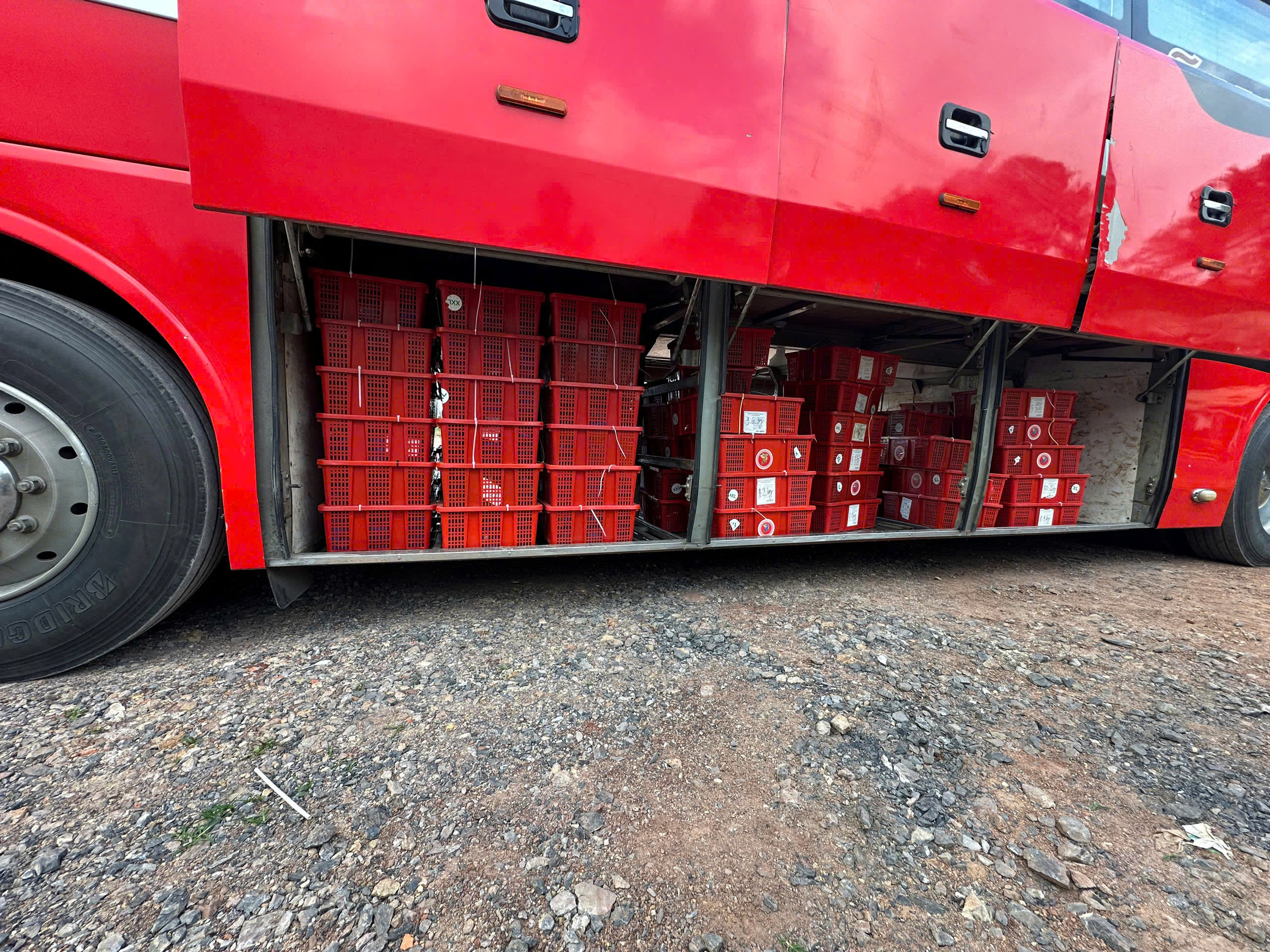 Số phận 676 cá thể rắn hổ mang vận chuyện ‘lậu’ ở Quảng Trị sẽ ra sao? - Ảnh 1.