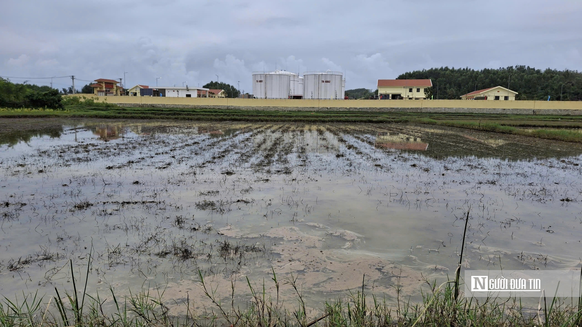 Tr&agrave;n dầu tại Dung Quất ảnh hưởng khoảng 18 ha ruộng l&uacute;a, ao t&ocirc;m của người d&acirc;n- Ảnh 1.