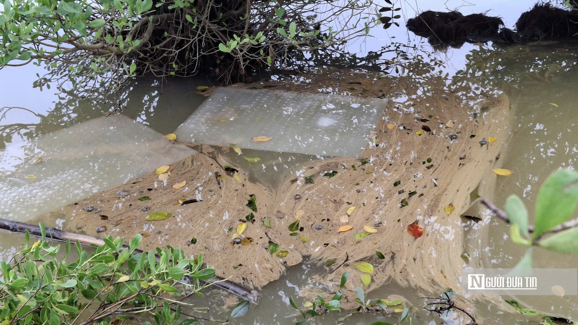 Tr&agrave;n dầu tại Dung Quất ảnh hưởng khoảng 18 ha ruộng l&uacute;a, ao t&ocirc;m của người d&acirc;n- Ảnh 2.