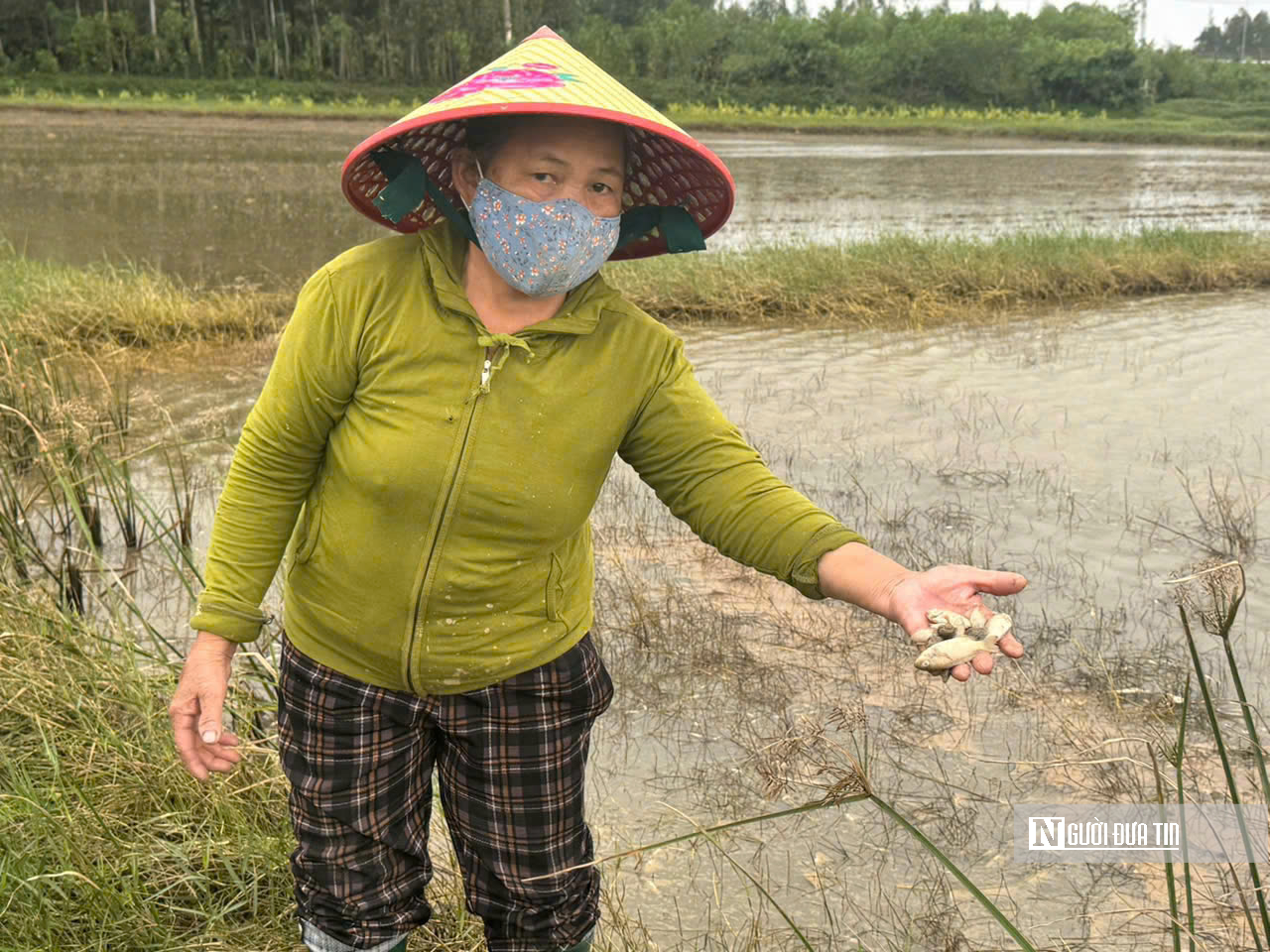 Tr&agrave;n dầu tại Dung Quất ảnh hưởng khoảng 18 ha ruộng l&uacute;a, ao t&ocirc;m của người d&acirc;n- Ảnh 3.