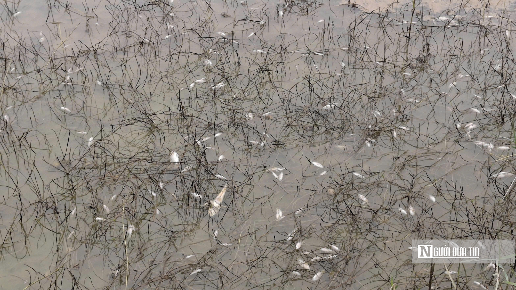 Tr&agrave;n dầu tại Dung Quất ảnh hưởng khoảng 18 ha ruộng l&uacute;a, ao t&ocirc;m của người d&acirc;n- Ảnh 4.