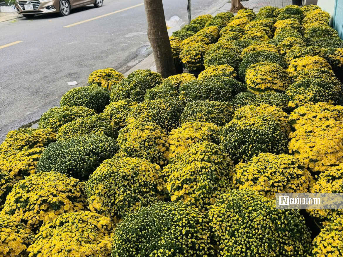 Cúc mâm xôi “đổ bộ” thị trường, xuống phố chào Tết sớm hơn mọi năm - Ảnh 1.