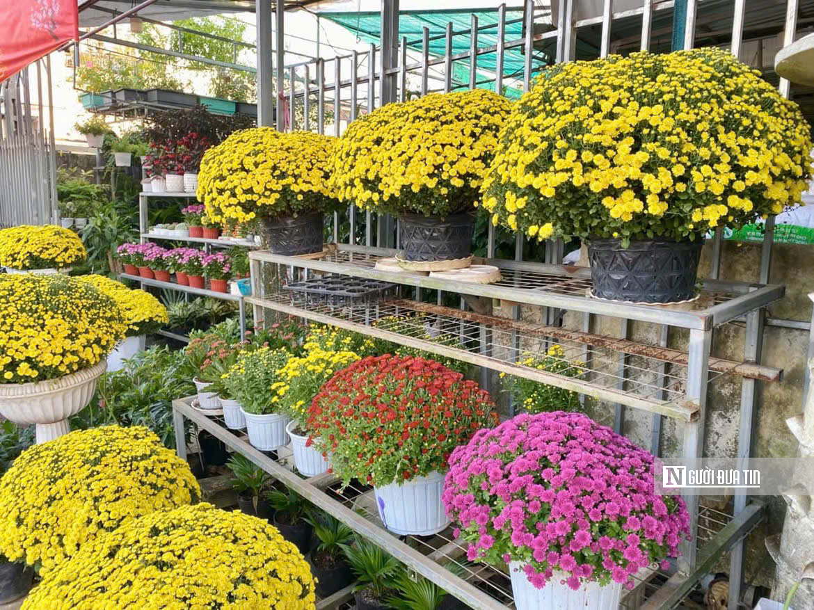 Cúc mâm xôi “đổ bộ” thị trường, xuống phố chào Tết sớm hơn mọi năm - Ảnh 2.