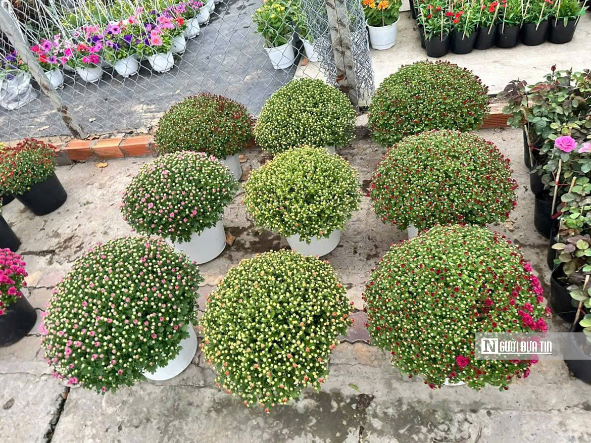 Cúc mâm xôi “đổ bộ” thị trường, xuống phố chào Tết sớm hơn mọi năm - Ảnh 3.