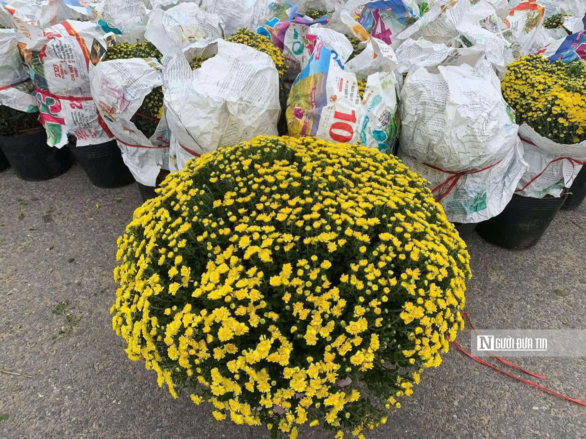 Cúc mâm xôi “đổ bộ” thị trường, xuống phố chào Tết sớm hơn mọi năm - Ảnh 4.