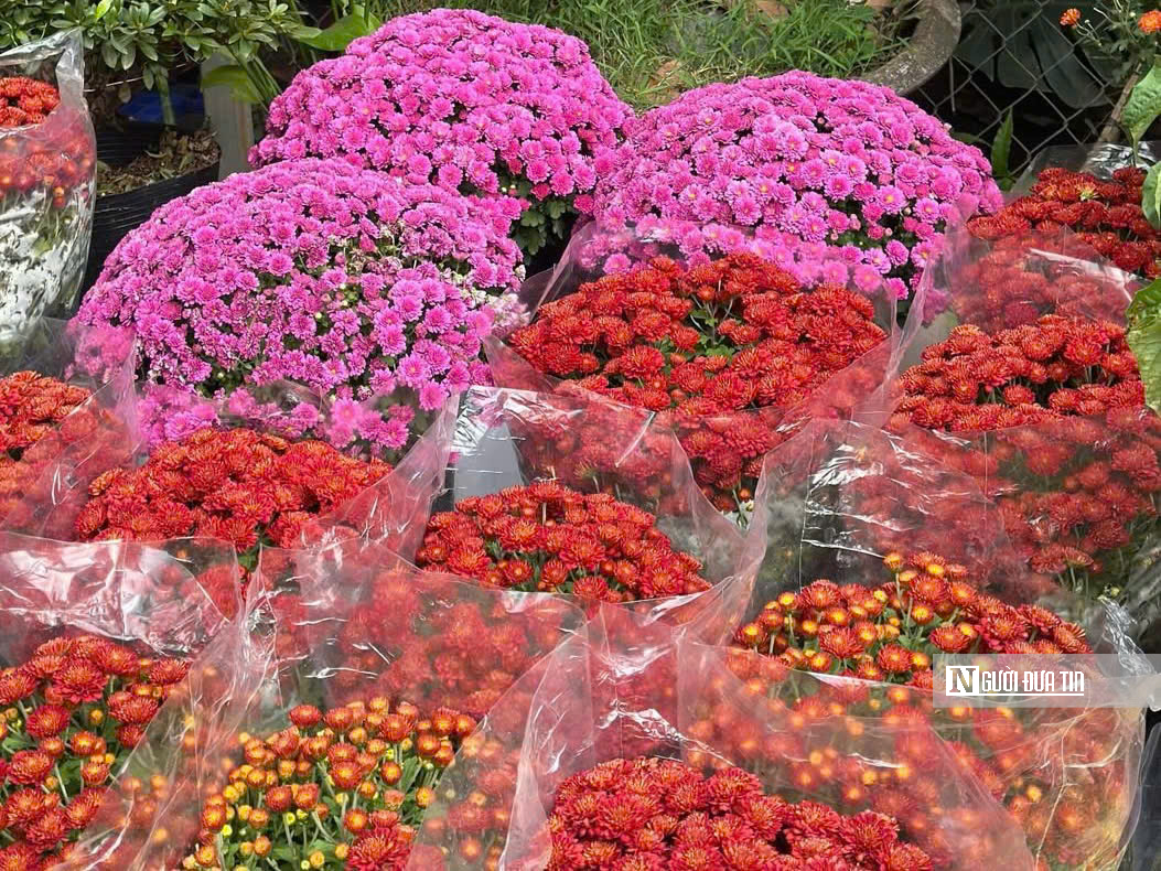 Cúc mâm xôi “đổ bộ” thị trường, xuống phố chào Tết sớm hơn mọi năm - Ảnh 7.