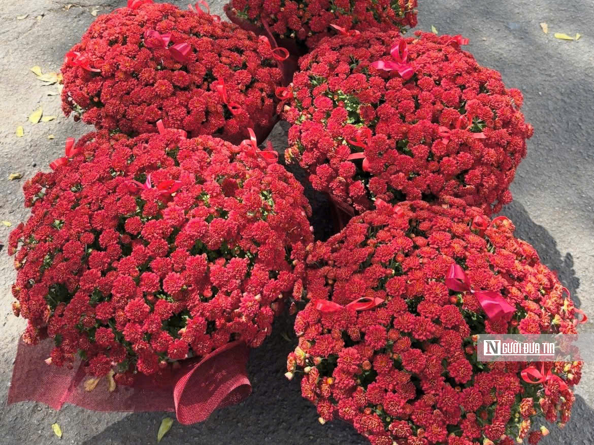 Cúc mâm xôi “đổ bộ” thị trường, xuống phố chào Tết sớm hơn mọi năm - Ảnh 9.