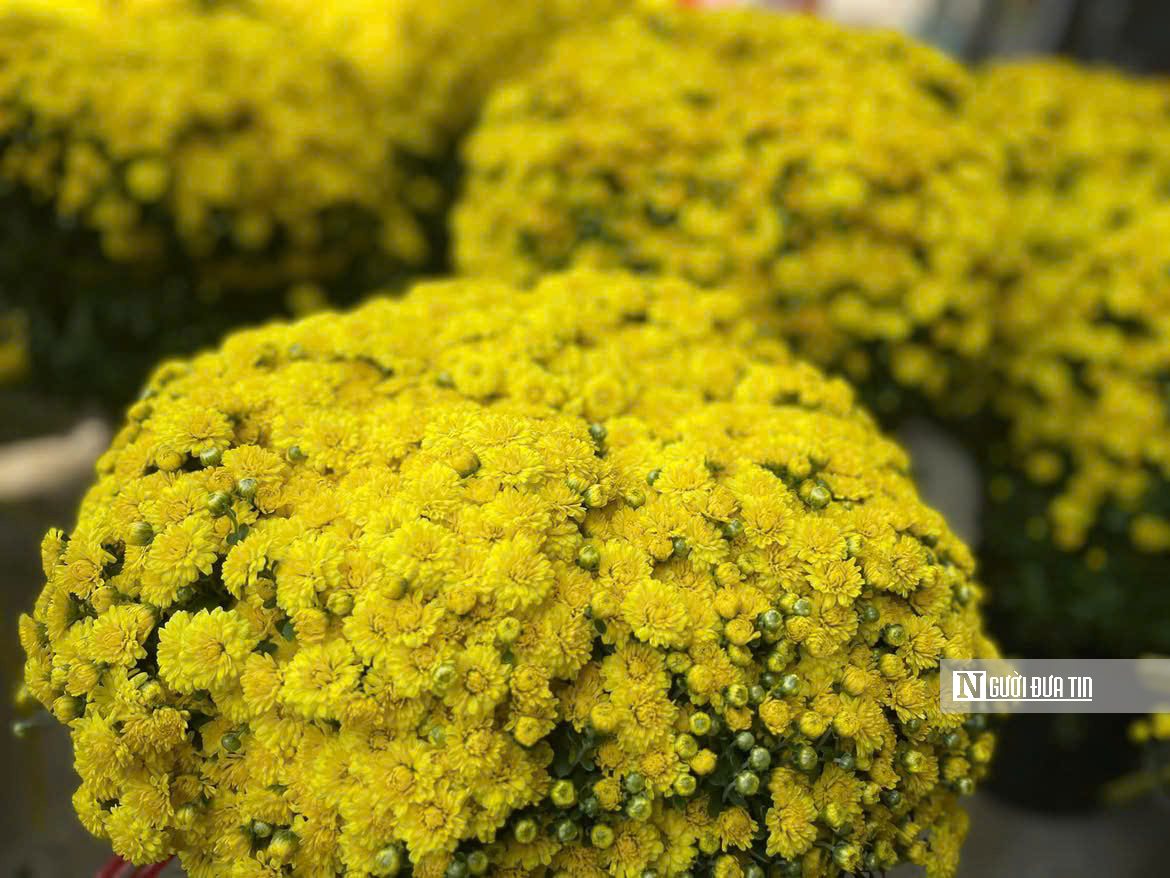 Cúc mâm xôi “đổ bộ” thị trường, xuống phố chào Tết sớm hơn mọi năm - Ảnh 11.