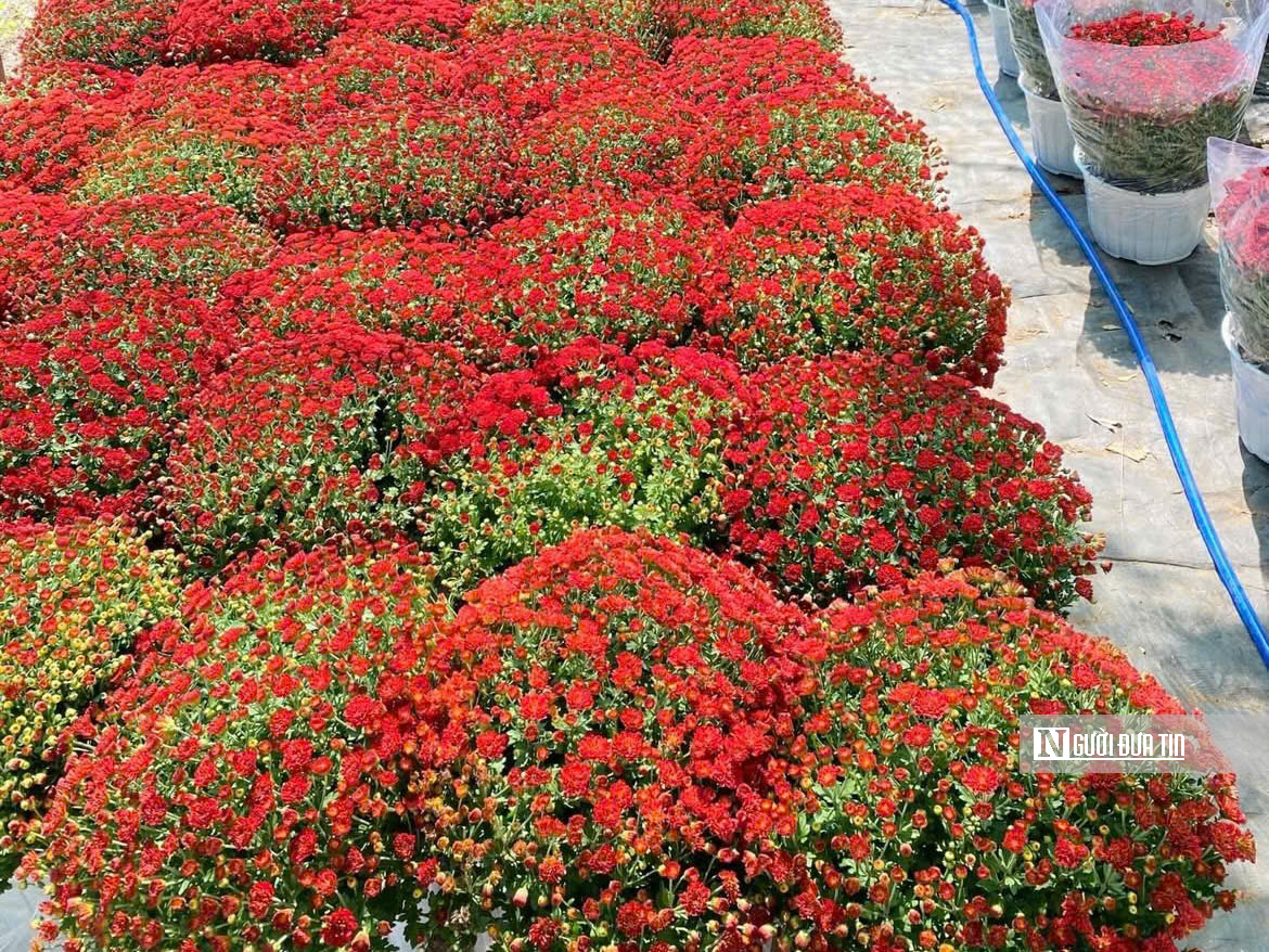 Cúc mâm xôi “đổ bộ” thị trường, xuống phố chào Tết sớm hơn mọi năm - Ảnh 12.