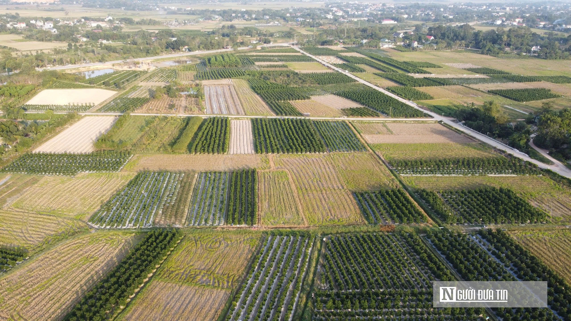 Thủ phủ quất – hoa xứ Thanh 'chạy nước rút' chuẩn bị cho thị trường Tết- Ảnh 1.