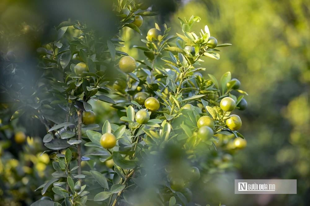 Thủ phủ quất – hoa xứ Thanh 'chạy nước rút' chuẩn bị cho thị trường Tết- Ảnh 2.