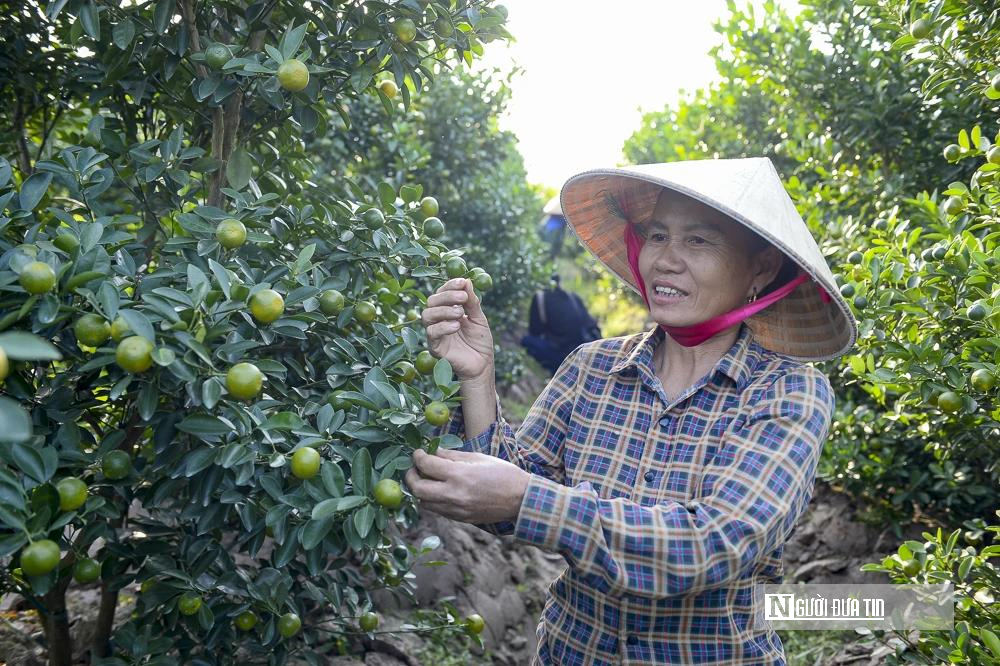 Thủ phủ quất – hoa xứ Thanh 'chạy nước rút' chuẩn bị cho thị trường Tết- Ảnh 4.