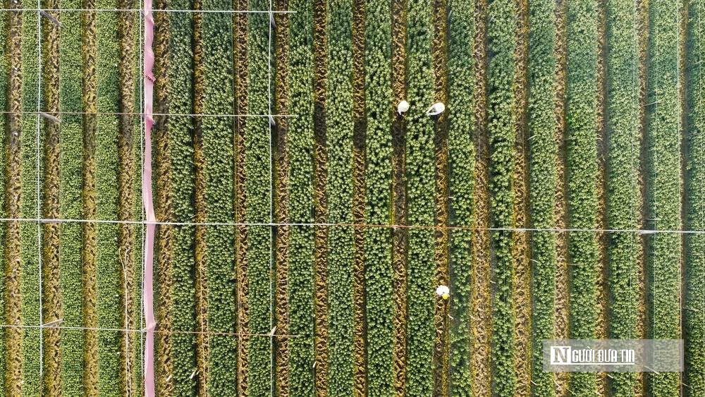 Thủ phủ quất – hoa xứ Thanh 'chạy nước rút' chuẩn bị cho thị trường Tết- Ảnh 5.