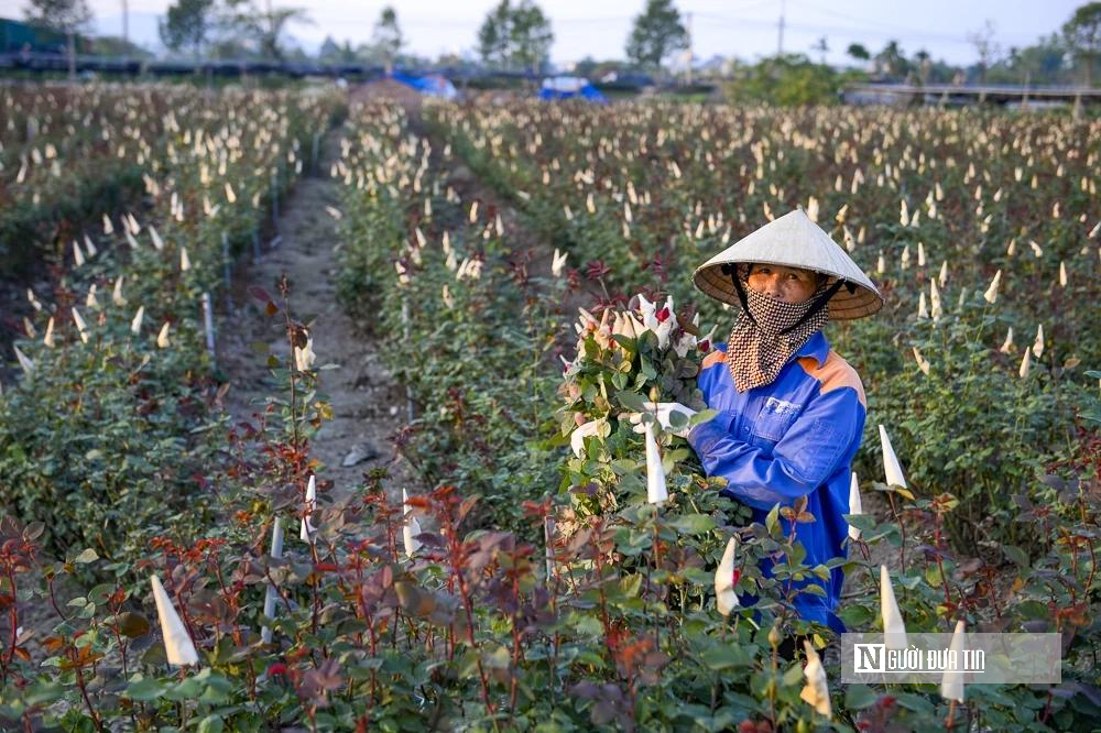 Thủ phủ quất – hoa xứ Thanh 'chạy nước rút' chuẩn bị cho thị trường Tết- Ảnh 6.