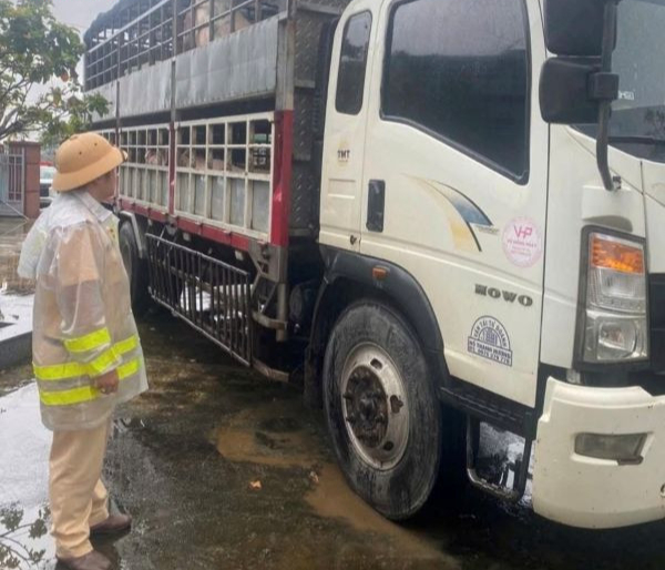 Phát hiện 2 xe tải chở 7,2 tấn heo nghi nhiễm dịch tả heo châu Phi- Ảnh 1.