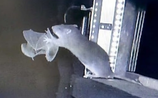 Phát hiện loài thực vật kỳ lạ, số lượng chưa đến 20 cá thể - Ảnh 2.