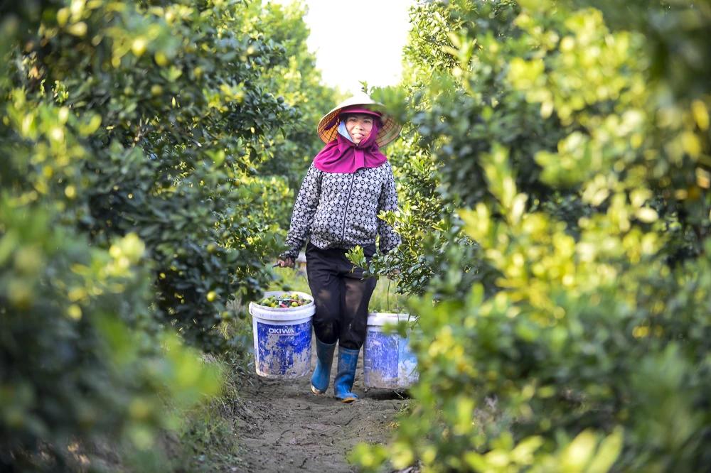 Thủ phủ quất – hoa xứ Thanh 'chạy nước rút' chuẩn bị cho thị trường Tết- Ảnh 3.