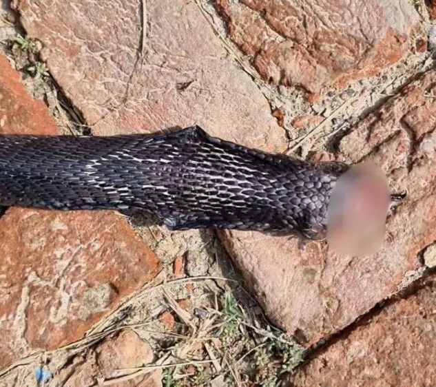 Bị rắn hổ mang cắn, người đ&agrave;n &ocirc;ng c&oacute; h&agrave;nh động đ&aacute;p trả cực sốc - Ảnh 1.