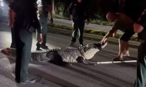 Cá sấu khổng lồ xuất hiện giữa mùa lạnh, cảnh sát phải vào cuộc - Ảnh 1.