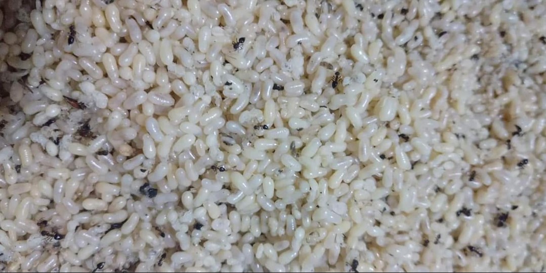 Món bánh đặc biệt của núi rừng Đông Bắc: Mỗi năm chỉ có một mùa, nghe tên thấy sợ nhưng được "săn lùng" - Ảnh 1.