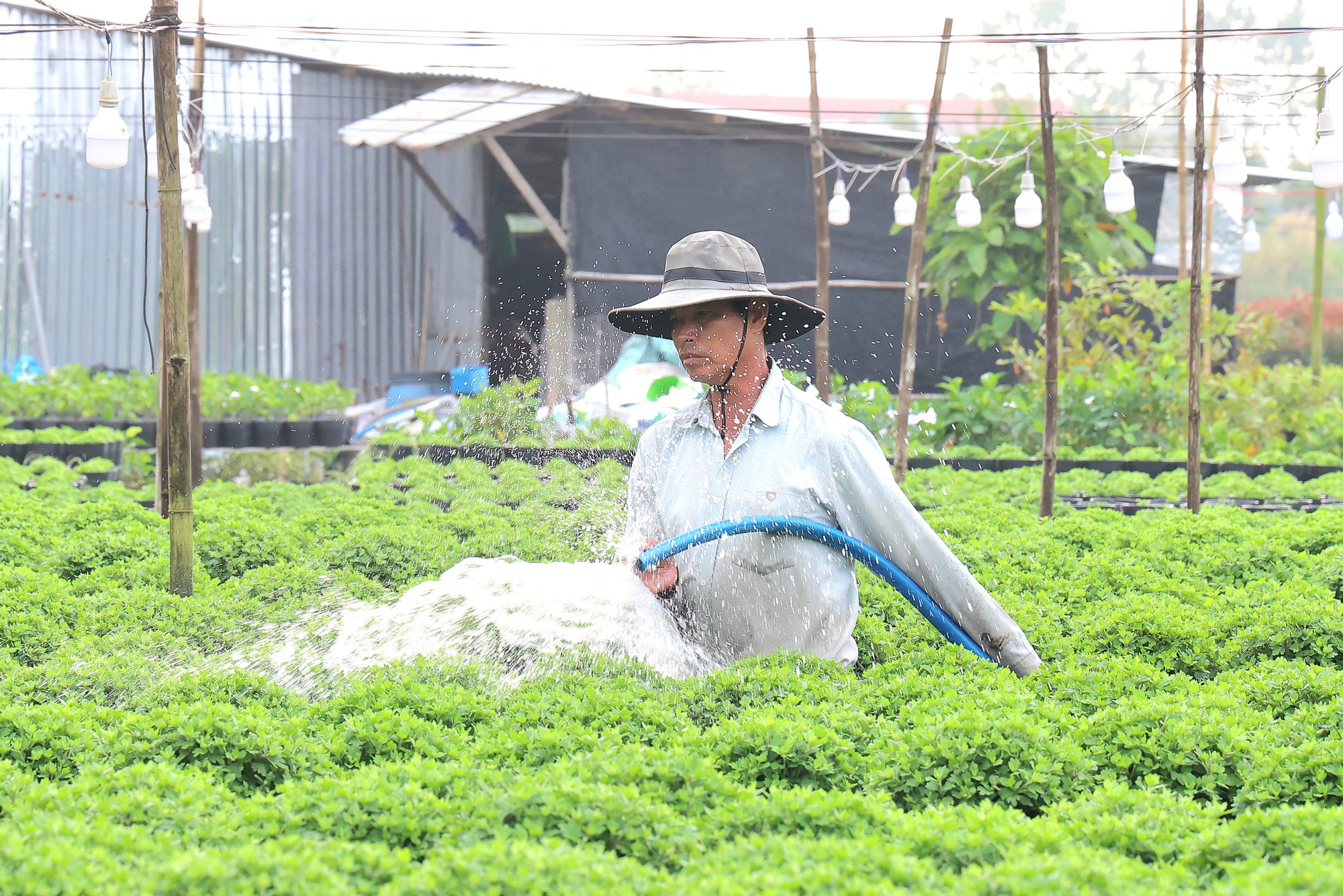 Festival Hoa – Kiểng Sa Đéc 2025 mở rộng không gian sáng tạo, tôn vinh trăm năm hương sắc- Ảnh 3.