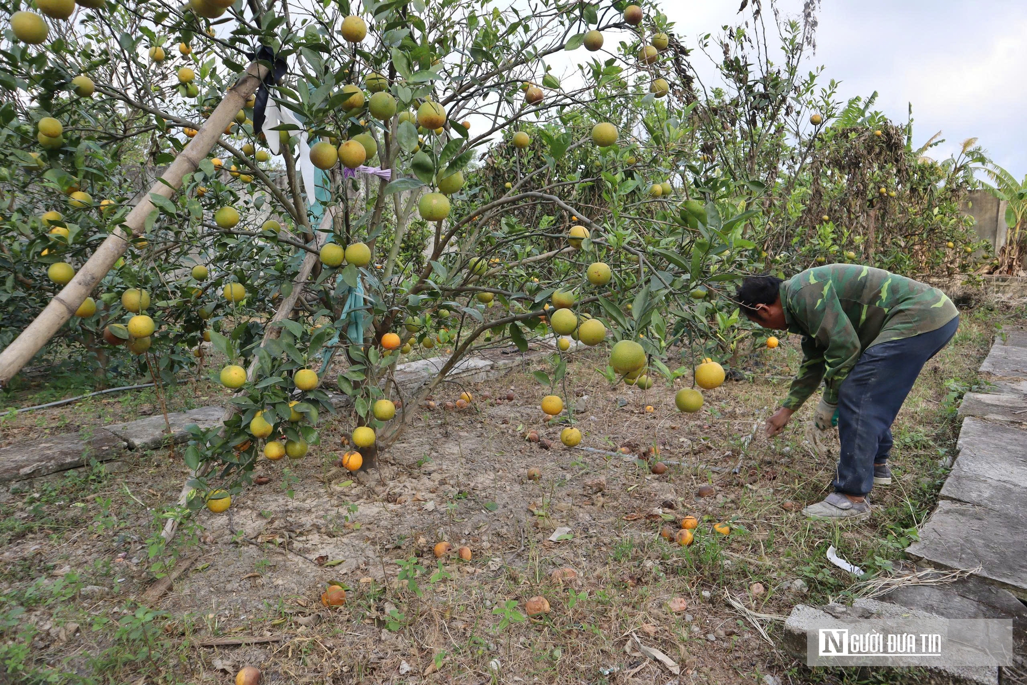 Quả rụng đầy gốc, người trồng đặc sản “quý tộc” lo mất Tết- Ảnh 1.
