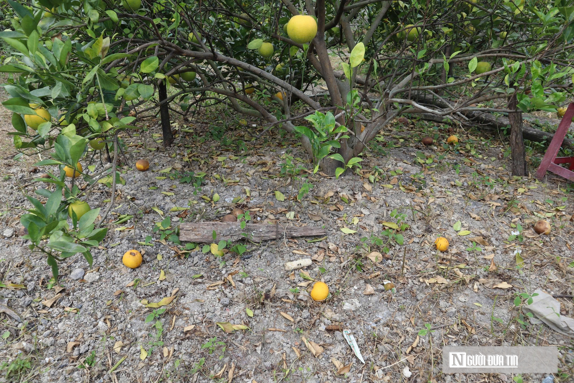 Quả rụng đầy gốc, người trồng đặc sản “quý tộc” lo mất Tết- Ảnh 2.