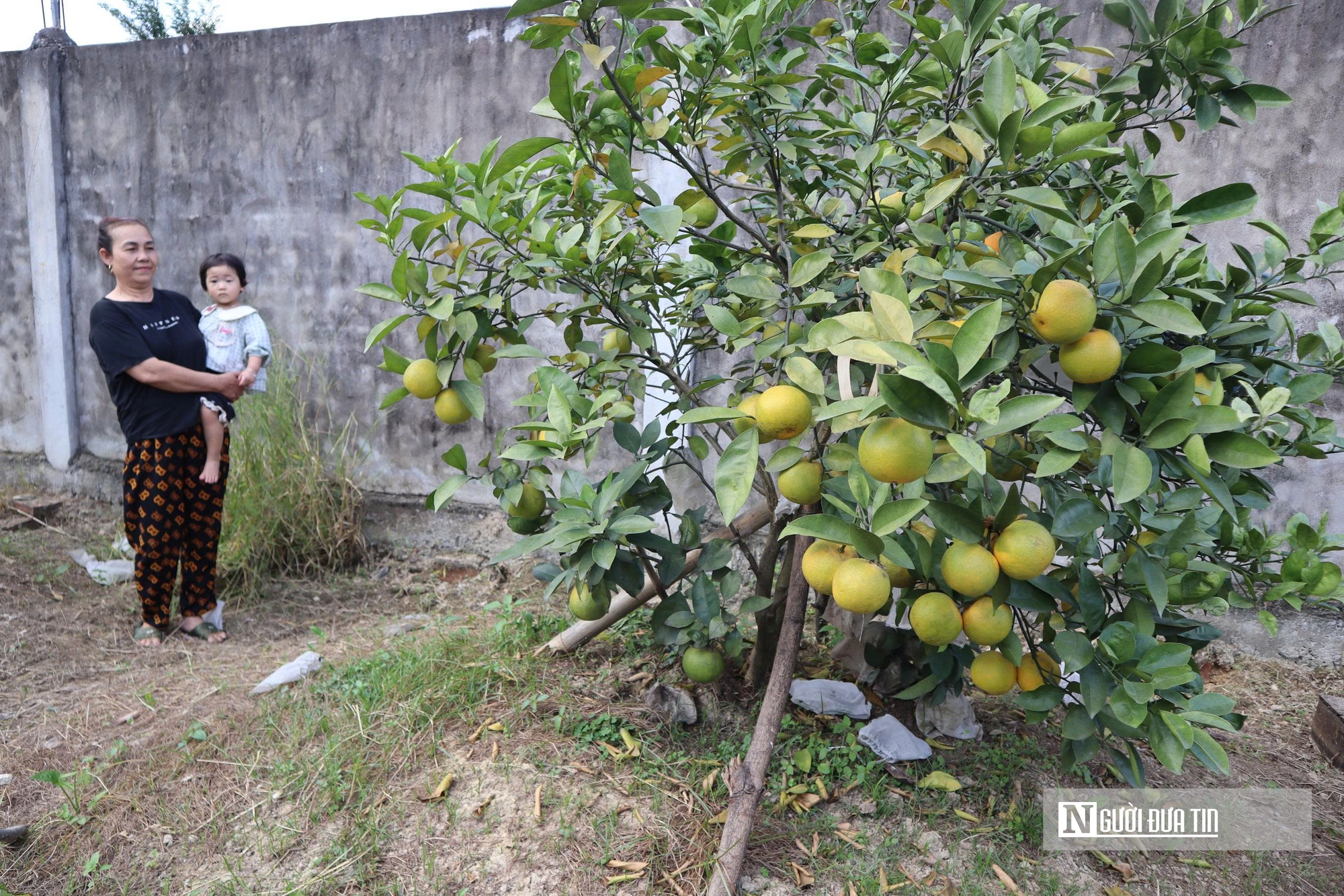 Quả rụng đầy gốc, người trồng đặc sản “quý tộc” lo mất Tết- Ảnh 5.