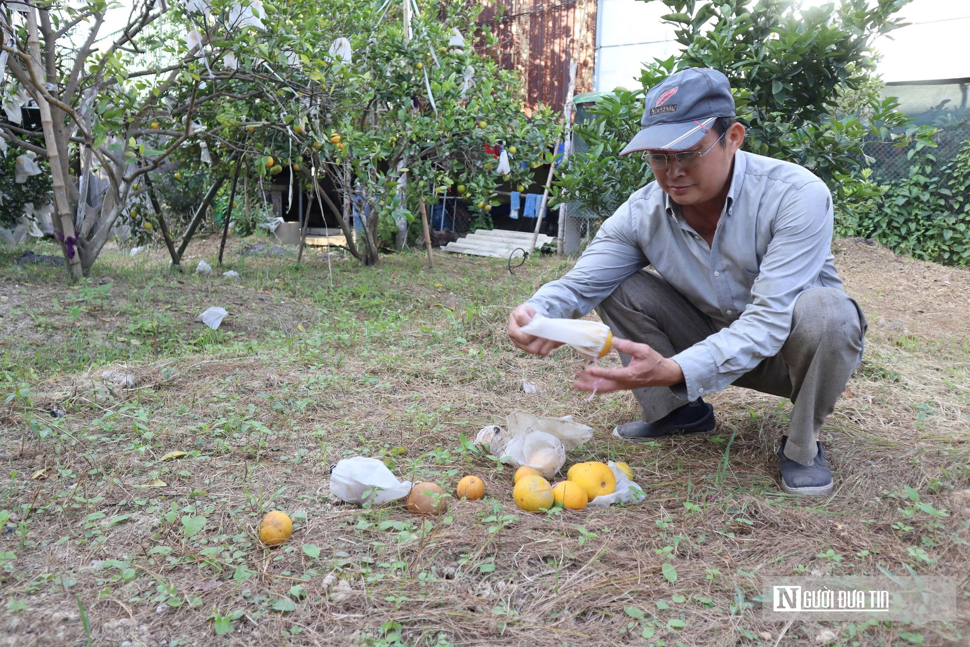 Quả rụng đầy gốc, người trồng đặc sản “quý tộc” lo mất Tết- Ảnh 4.