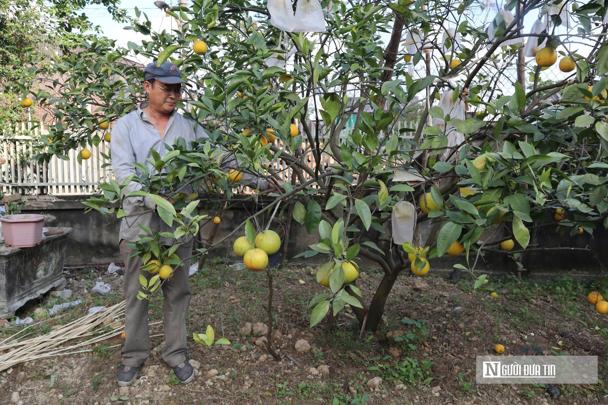 Quả rụng đầy gốc, người trồng đặc sản “quý tộc” lo mất Tết- Ảnh 3.
