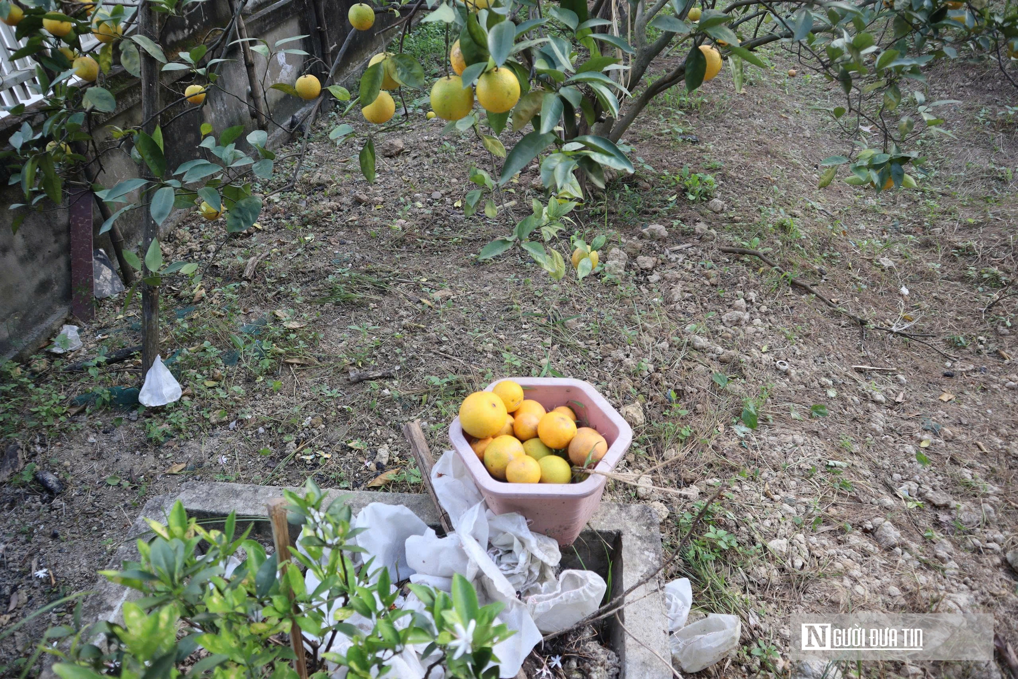 Quả rụng đầy gốc, người trồng đặc sản “quý tộc” lo mất Tết- Ảnh 6.
