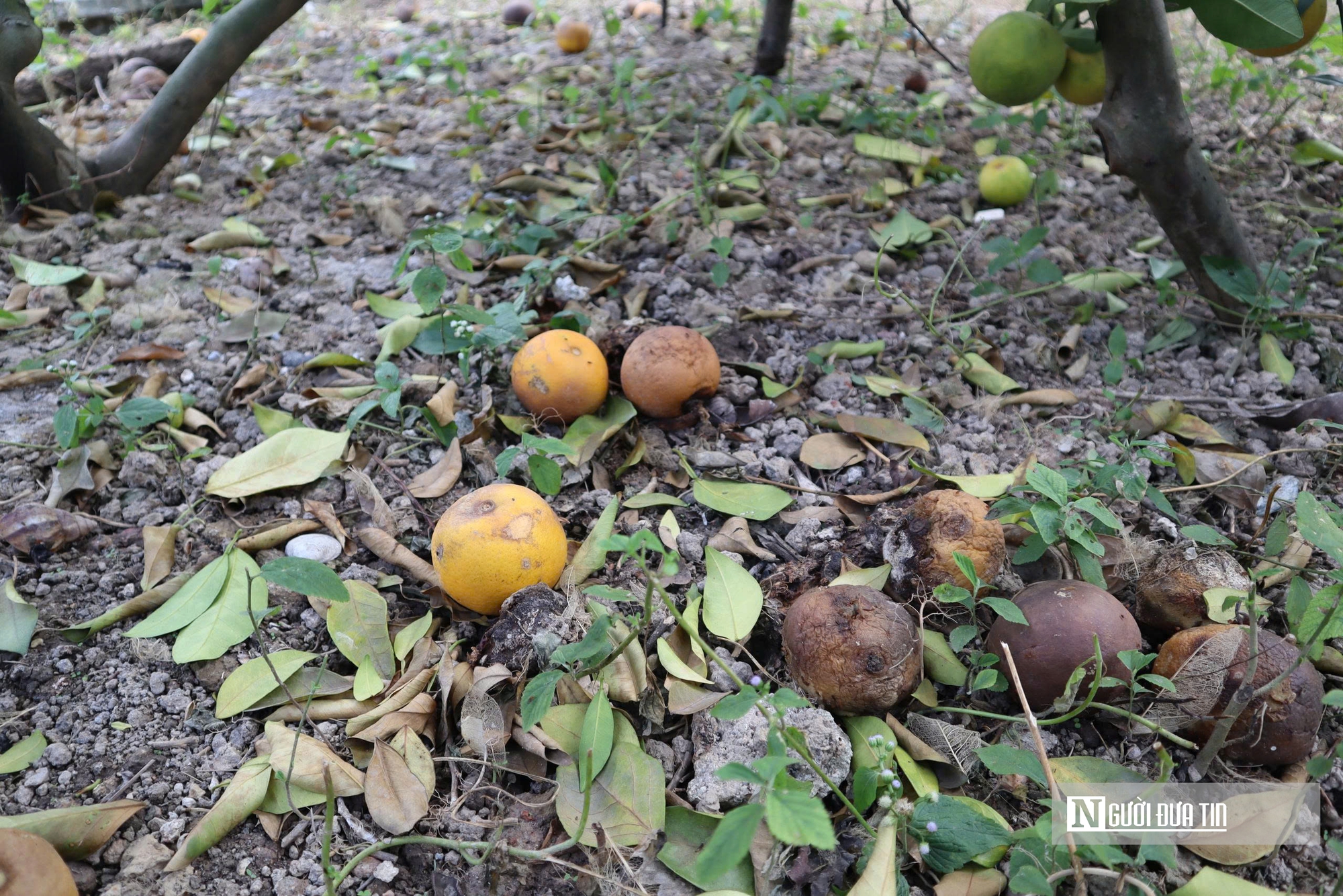 Quả rụng đầy gốc, người trồng đặc sản “quý tộc” lo mất Tết- Ảnh 7.