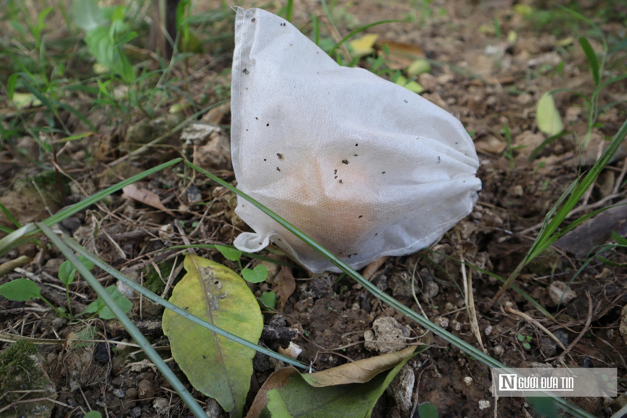 Quả rụng đầy gốc, người trồng đặc sản “quý tộc” lo mất Tết- Ảnh 8.