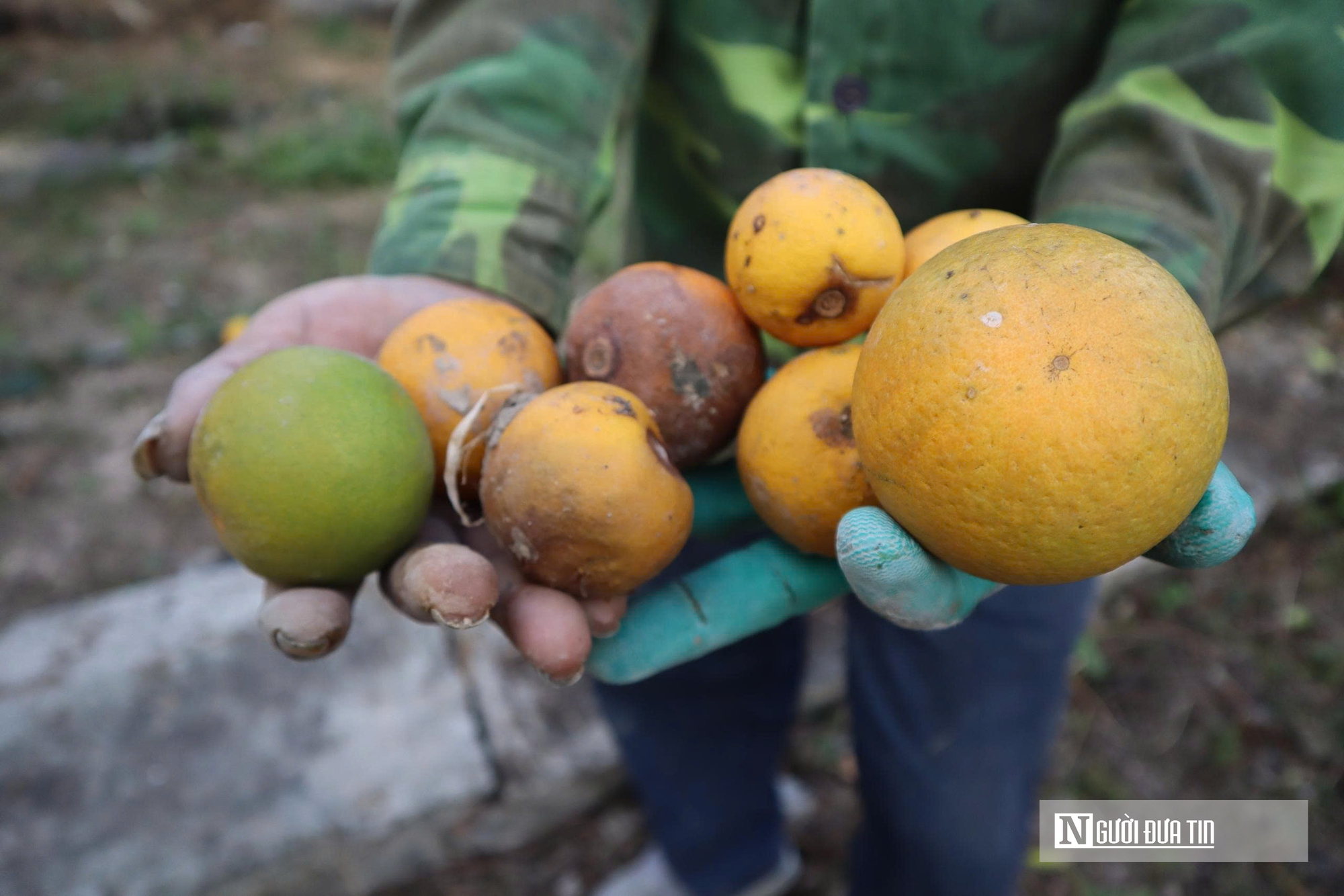 Quả rụng đầy gốc, người trồng đặc sản “quý tộc” lo mất Tết- Ảnh 9.