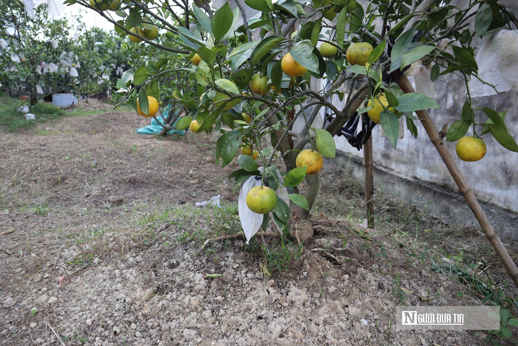 Quả rụng đầy gốc, người trồng đặc sản “quý tộc” lo mất Tết- Ảnh 10.