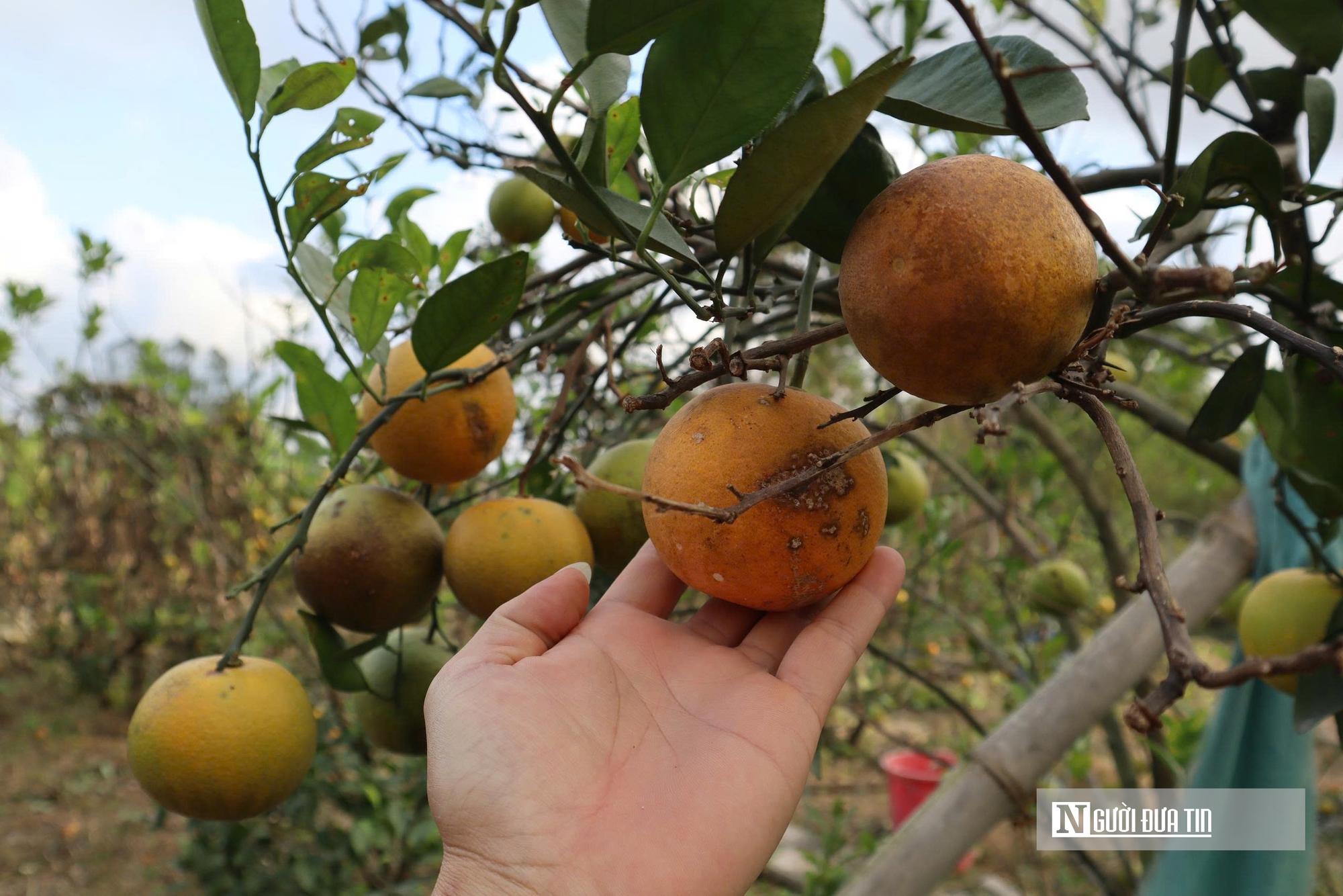 Quả rụng đầy gốc, người trồng đặc sản “quý tộc” lo mất Tết- Ảnh 11.
