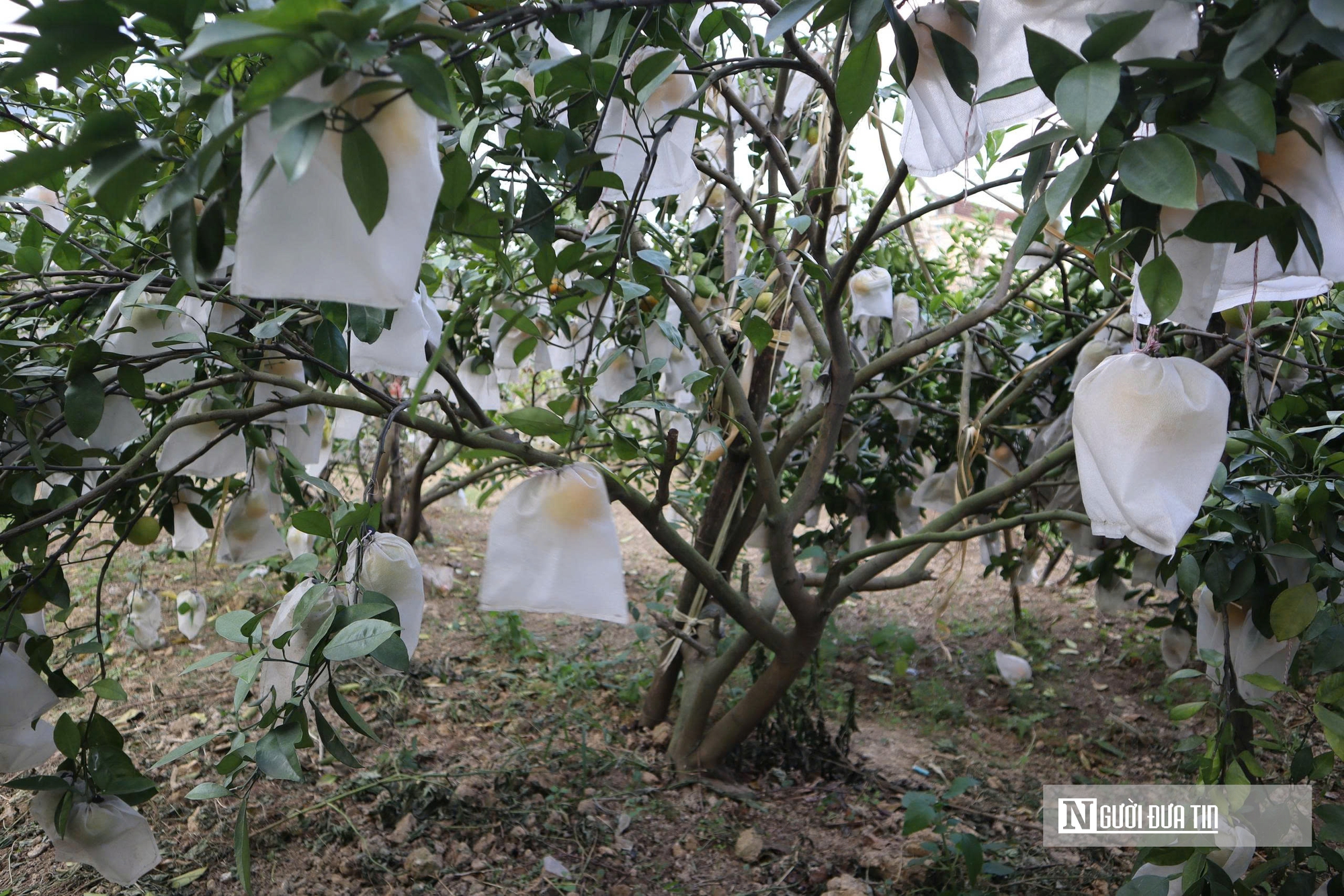 Quả rụng đầy gốc, người trồng đặc sản “quý tộc” lo mất Tết- Ảnh 12.