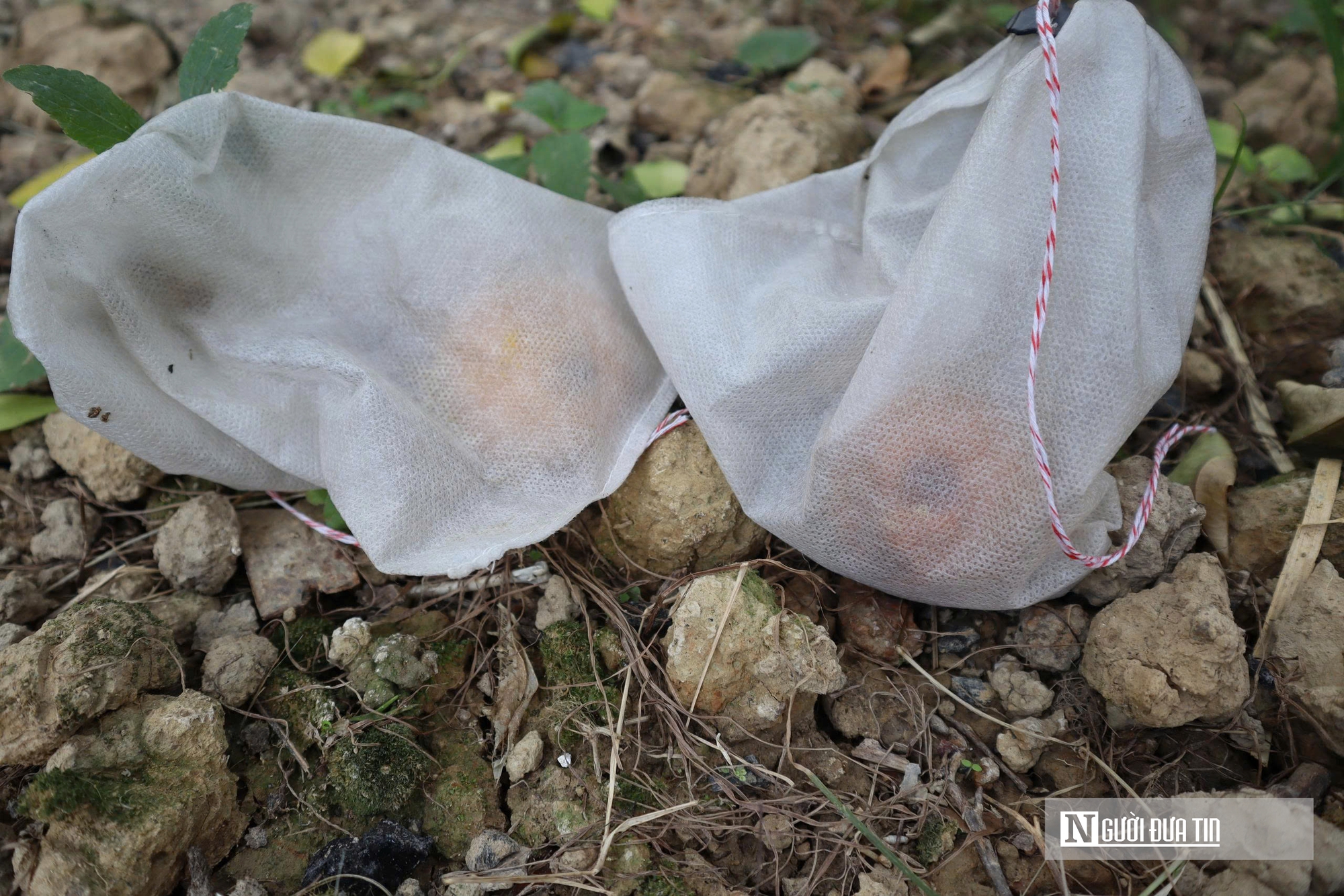 Quả rụng đầy gốc, người trồng đặc sản “quý tộc” lo mất Tết- Ảnh 13.