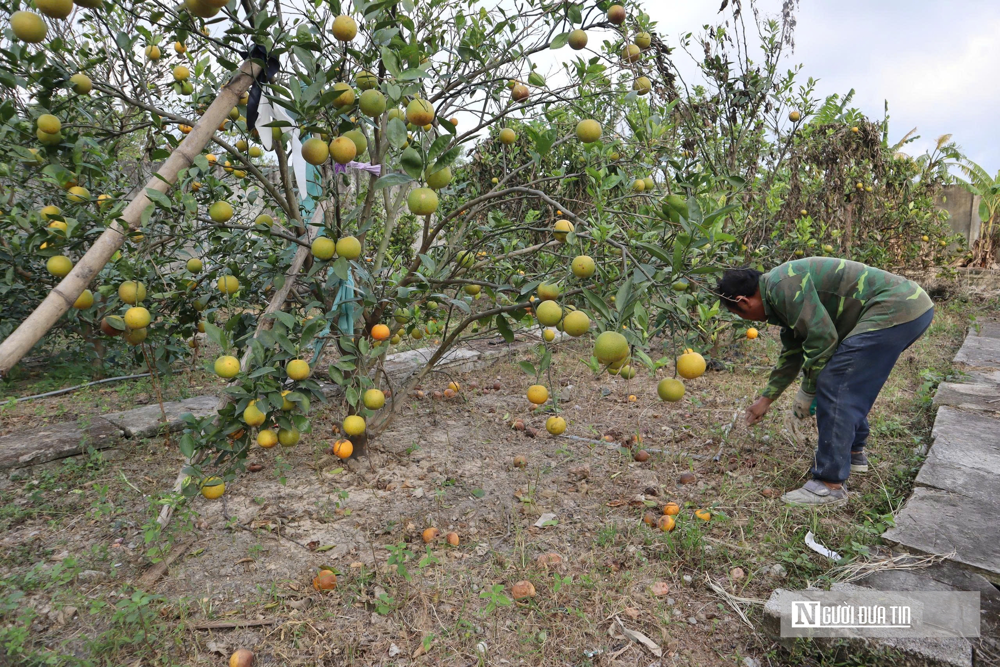 Quả rụng đầy gốc, người trồng đặc sản “quý tộc” lo mất Tết- Ảnh 14.