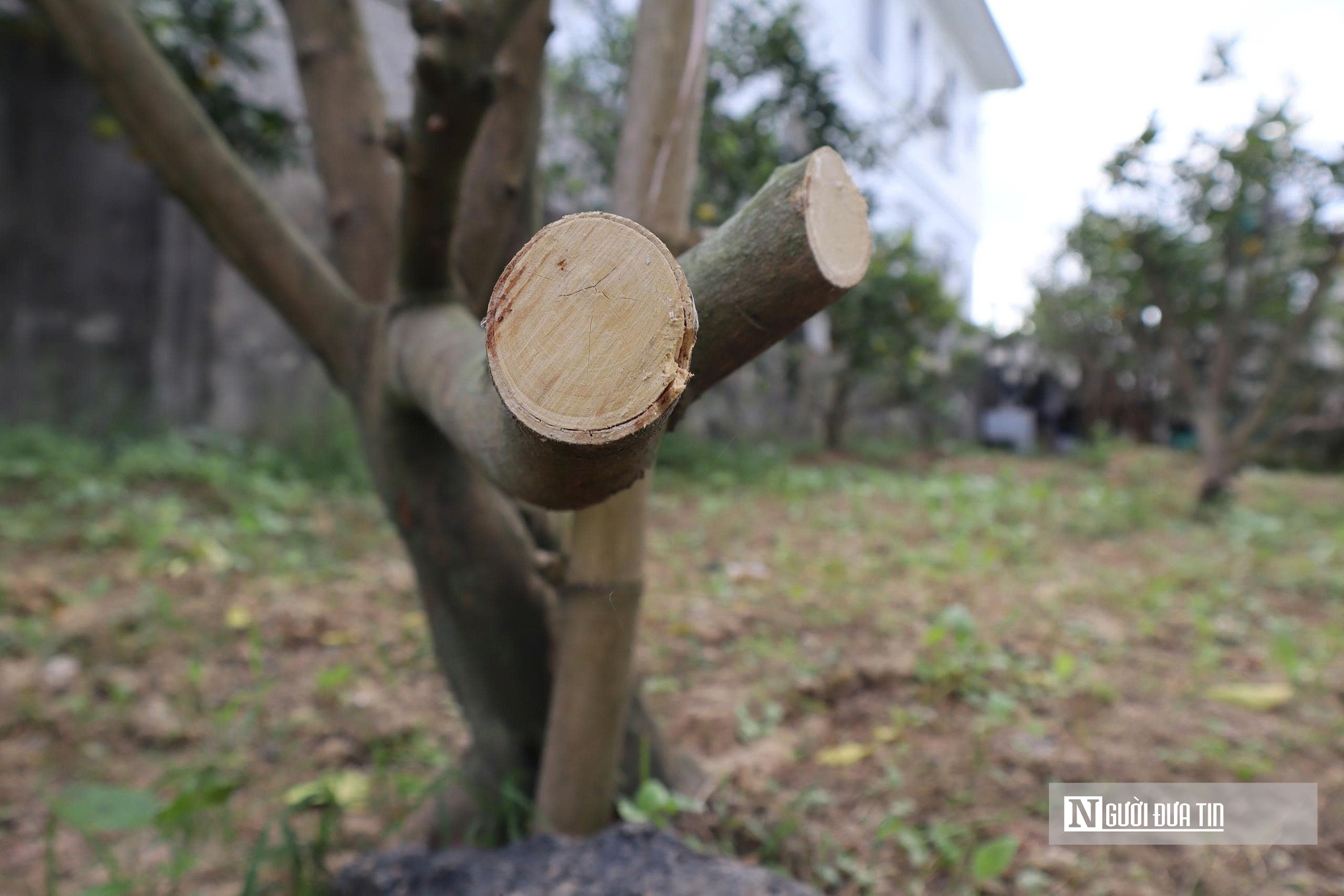 Quả rụng đầy gốc, người trồng đặc sản “quý tộc” lo mất Tết- Ảnh 15.