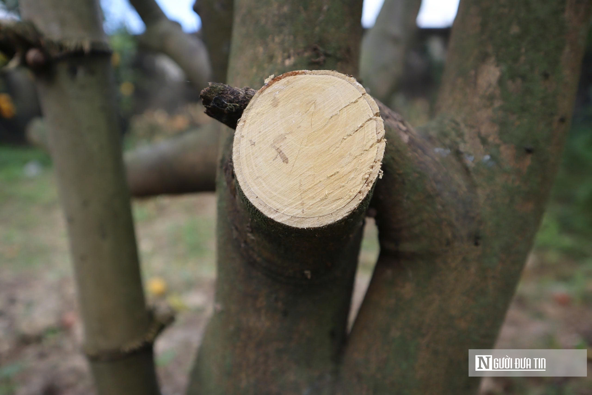 Quả rụng đầy gốc, người trồng đặc sản “quý tộc” lo mất Tết- Ảnh 16.