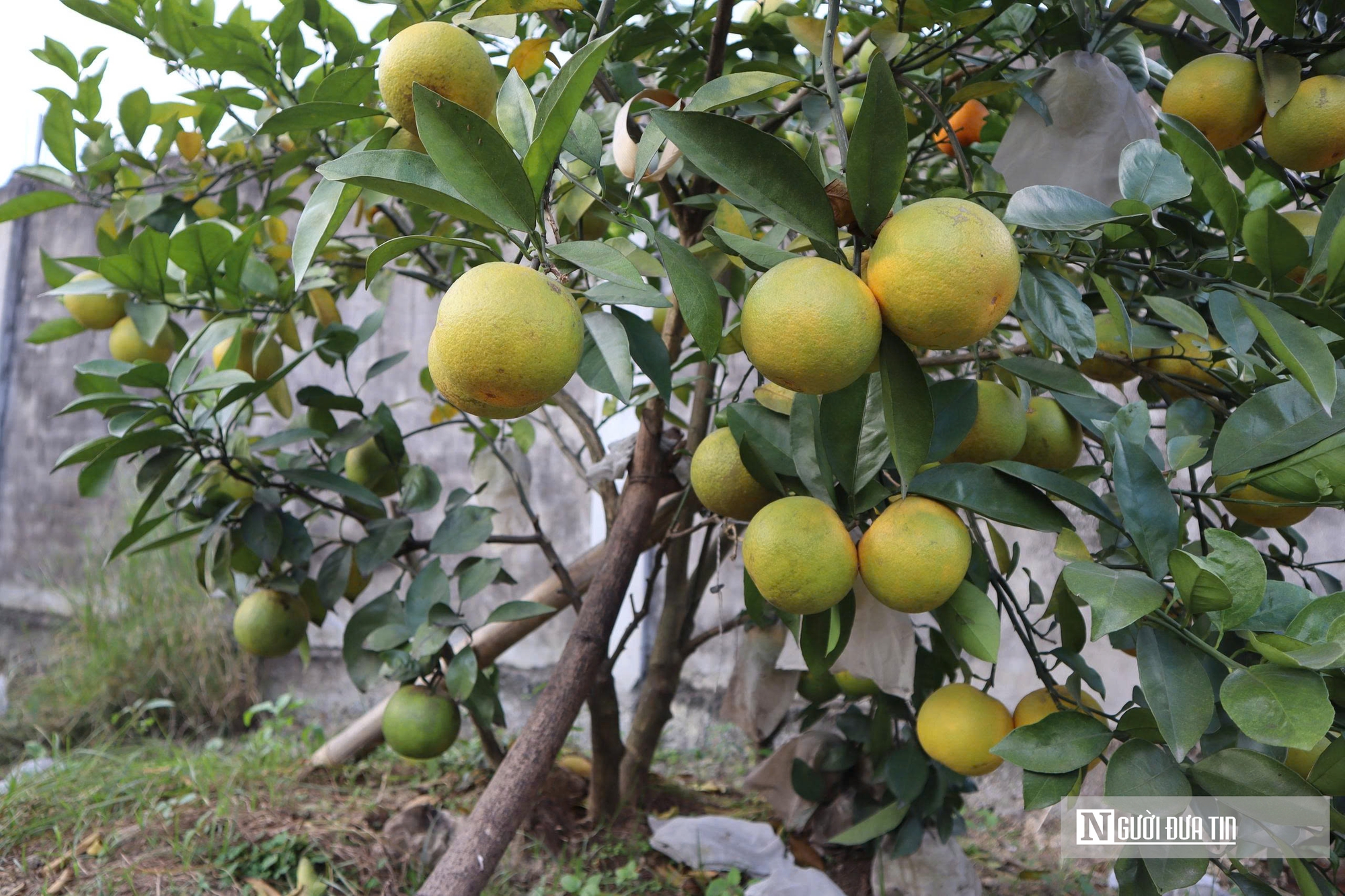 Quả rụng đầy gốc, người trồng đặc sản “quý tộc” lo mất Tết- Ảnh 17.