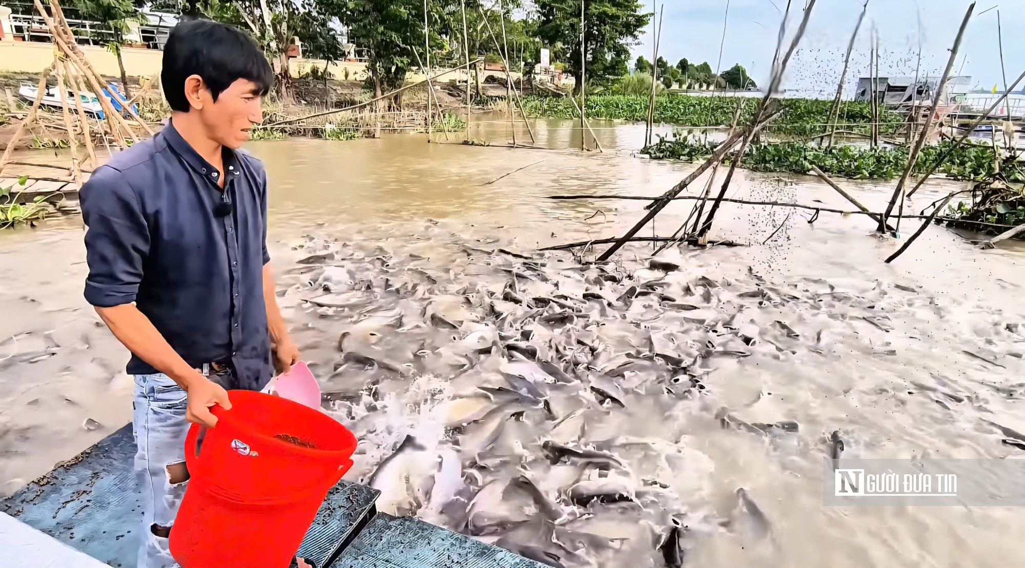 Chuyện lạ Đồng Tháp: Cá kéo về “xin ăn”, người dân nuôi như… thú cưng- Ảnh 2. Chuyện lạ Đồng Tháp: Cá kéo về “xin ăn”, người dân nuôi như… thú cưng- Ảnh 2.