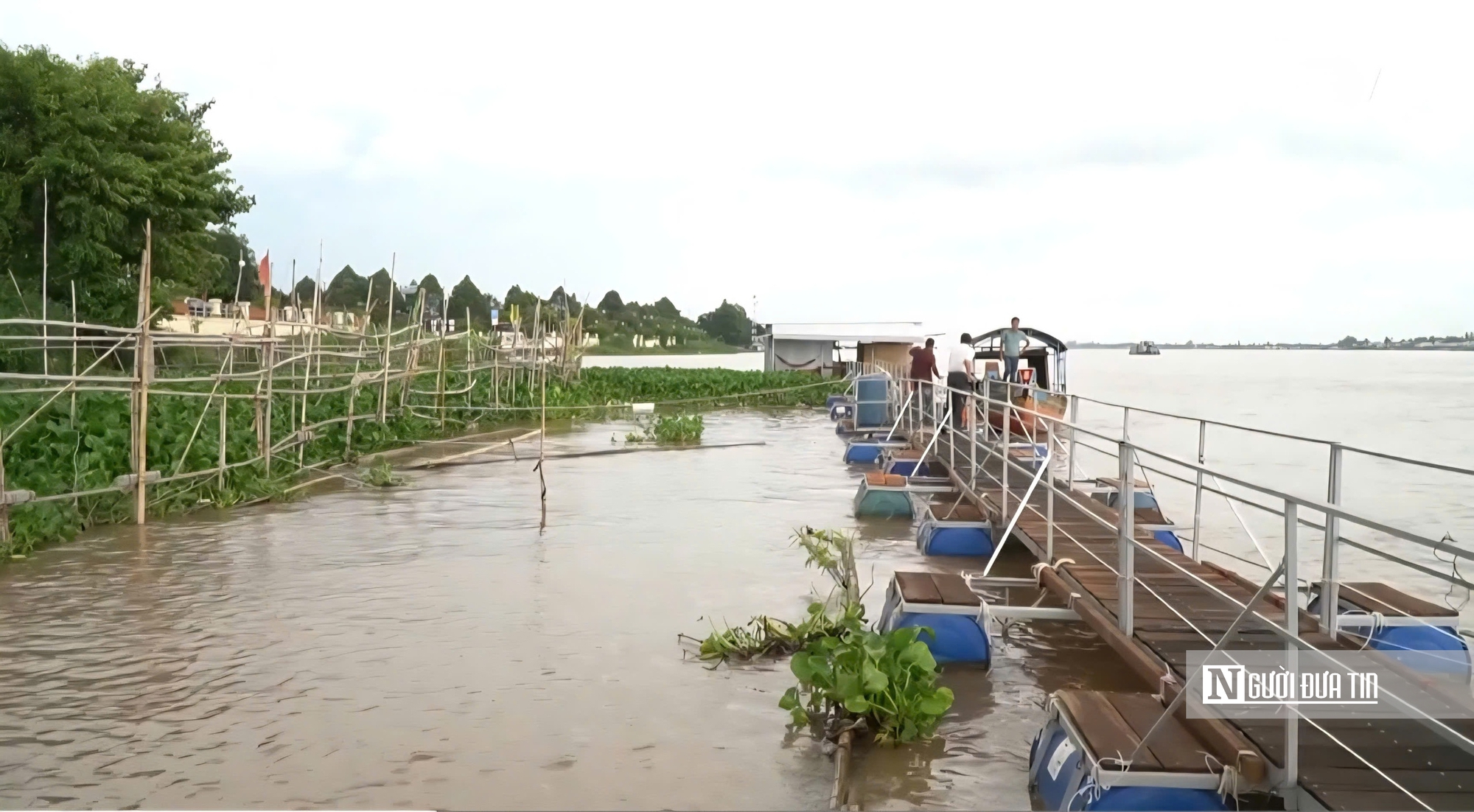 Chuyện lạ Đồng Tháp: Cá kéo về “xin ăn”, người dân nuôi như… thú cưng- Ảnh 3. Chuyện lạ Đồng Tháp: Cá kéo về “xin ăn”, người dân nuôi như… thú cưng- Ảnh 3.