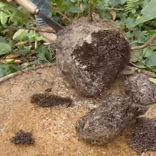 Món bánh đặc biệt của núi rừng Đông Bắc: Mỗi năm chỉ có một mùa, nghe tên thấy sợ nhưng được "săn lùng" - Ảnh 2.