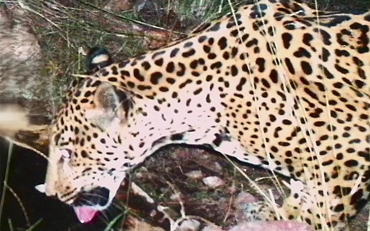 Cây thông kỳ lạ bậc nhất mùa Giáng sinh năm nay ở Anh- Ảnh 2. Cây thông kỳ lạ bậc nhất mùa Giáng sinh năm nay ở Anh- Ảnh 2.