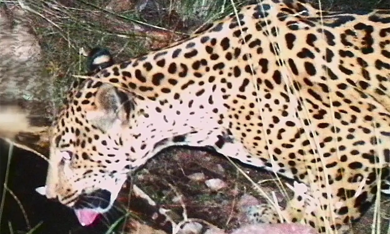 Phát hiện cá thể báo đốm chưa từng thấy xuất hiện liên tục - Ảnh 1. Phát hiện cá thể báo đốm chưa từng thấy xuất hiện liên tục - Ảnh 1.