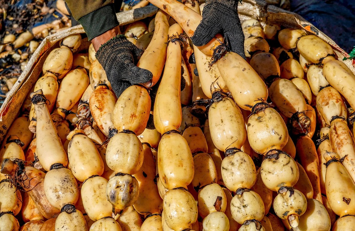 2 loại củ ít "ngậm" thuốc trừ sâu nhất chợ, cái số 1 như "nhân sâm người nghèo" - Ảnh 2.