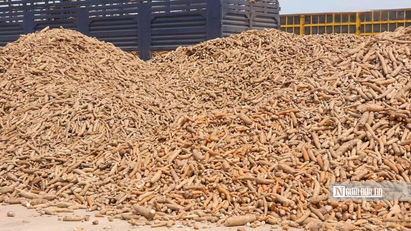 Để nông dân thoát cảnh "bán cả tạ sắn chưa bằng một ngày phụ hồ"- Ảnh 4. Để nông dân thoát cảnh "bán cả tạ sắn chưa bằng một ngày phụ hồ"- Ảnh 4.