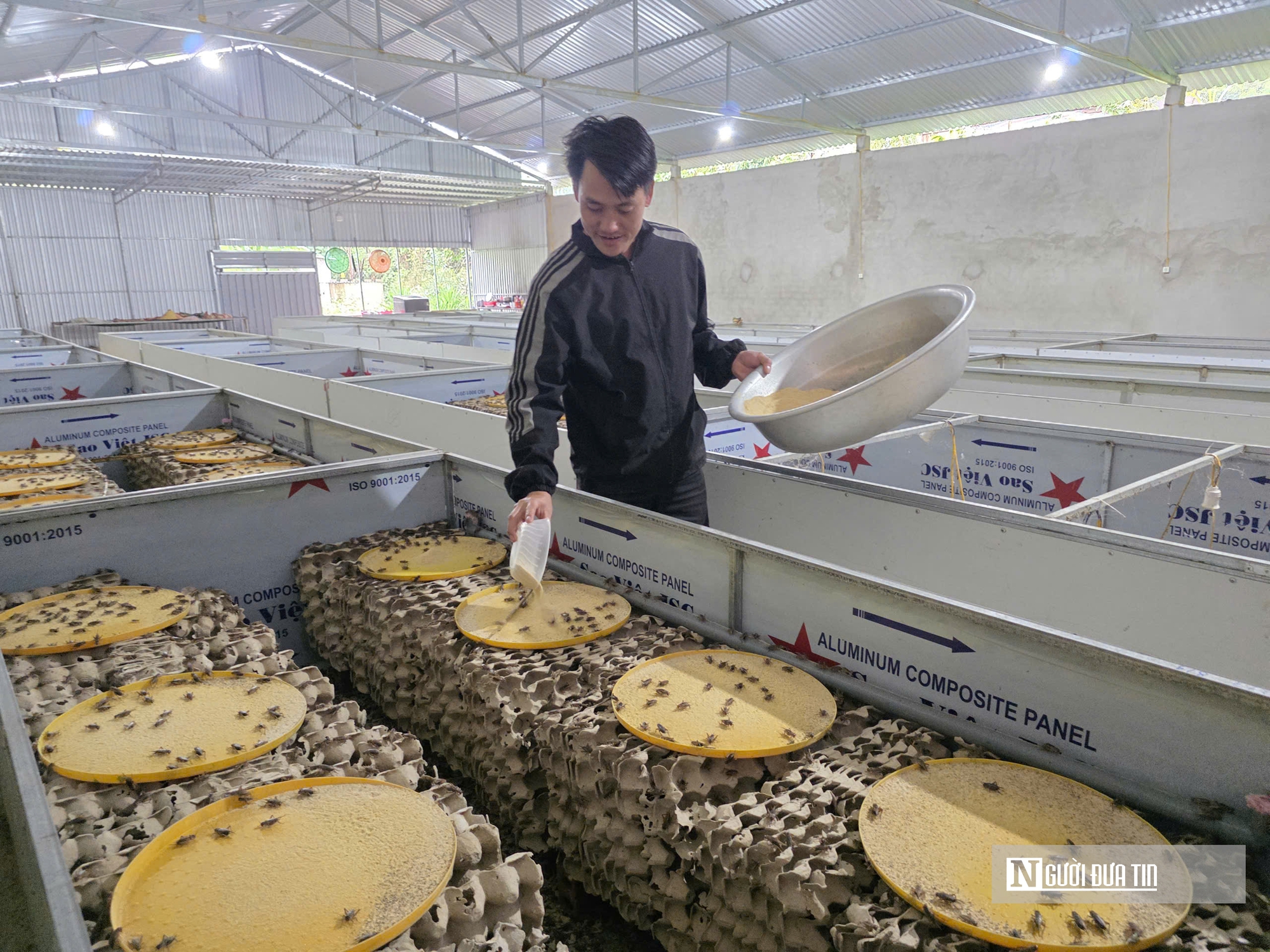 Nuôi loài tí hon, 30 ngày cho thu hoạch, chàng rể Nghệ An bỏ túi hàng trăm triệu mỗi năm- Ảnh 1. Nuôi loài tí hon, 30 ngày cho thu hoạch, chàng rể Nghệ An bỏ túi hàng trăm triệu mỗi năm- Ảnh 1.